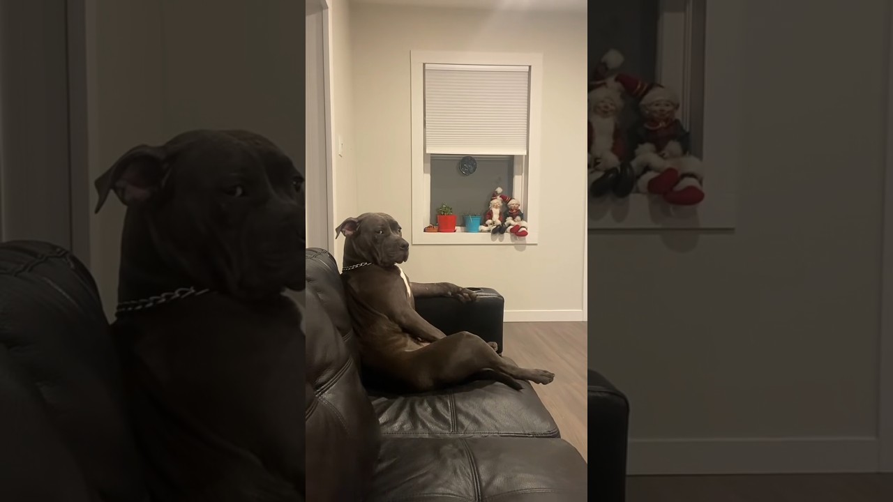 Dog Sits Like a BOSS 😎👀... And Thinks He OWNS the Place! 🐶😂