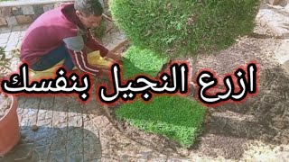 من النهارده مش هتحتاج حد يزرعلك النجيل لانك هتتعلم تزرعوا بنفسك ..فيديو عملى