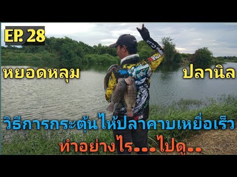 EP. 28 ทริปหยอดหลุมปลานิลหมายกึ่งธรรมชาติ(ทริปนี้มีคำตอบ)