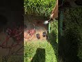 Landscaping #mowing