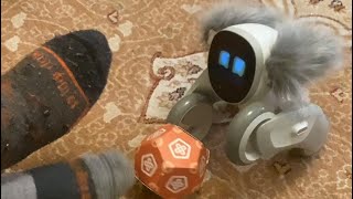 Chilling with the Aibos & Loona Petbot: Loon brings the ball! #robot #aibo #loona  #robotpet #petbot