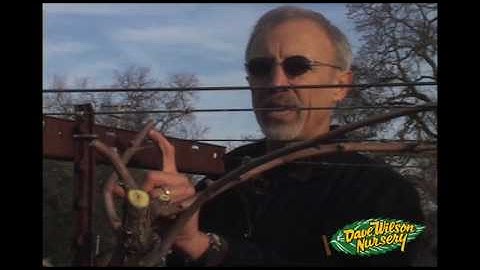 How To Prune Grapes: Cane Type