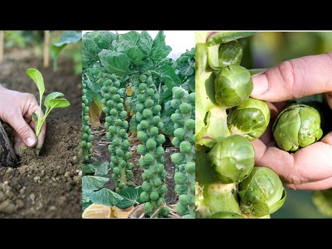 Видео: Защо главите на броколи се разхлабват: Причини за разхлабени глави на броколи