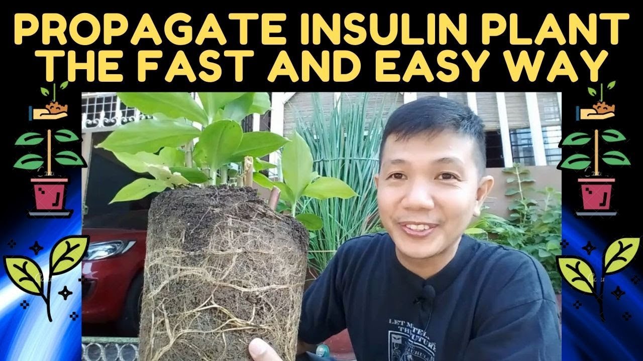 🔴 PROPAGATE INSULIN PLANT THE FAST AND EASY WAY