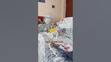 Thumbnail of Piccola stella 🌟 #merybijouesciarpina #comedy #jackrussell #ultimo