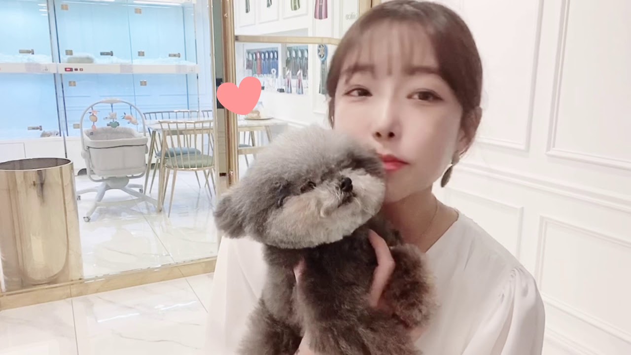 PET.J KOREA 정말 말도 안되는 사이즈!! 국내 유일 작은 실버푸들 " 돌리" 와의 하루 !! (일상 편 YouTube
