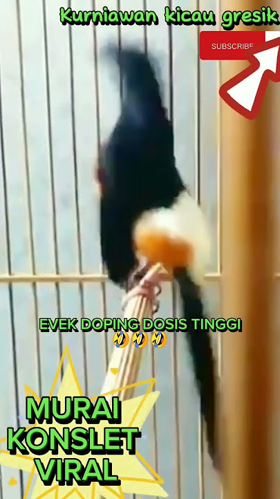 MURAI BATU KONSLET VIRAL(EVEK DOPING DOSIS TINGGI)#kurniawankicaugresik#yearofyou#shorts