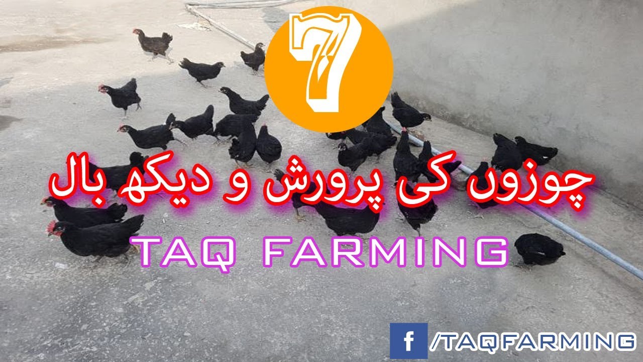 How To Raise You Chicks in Urdu YouTube