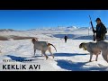 2021 tavşan keklik avları🔥Partridge hunt🔥Partridge and rabbit hunts🔥Chasse à la perdrix et au lapin🔥