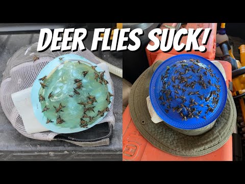Wideo: Jak odstraszyć jelenie muchy?