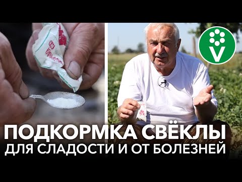 Видео: Стрелковая свекла - что делать для цветения растений свеклы