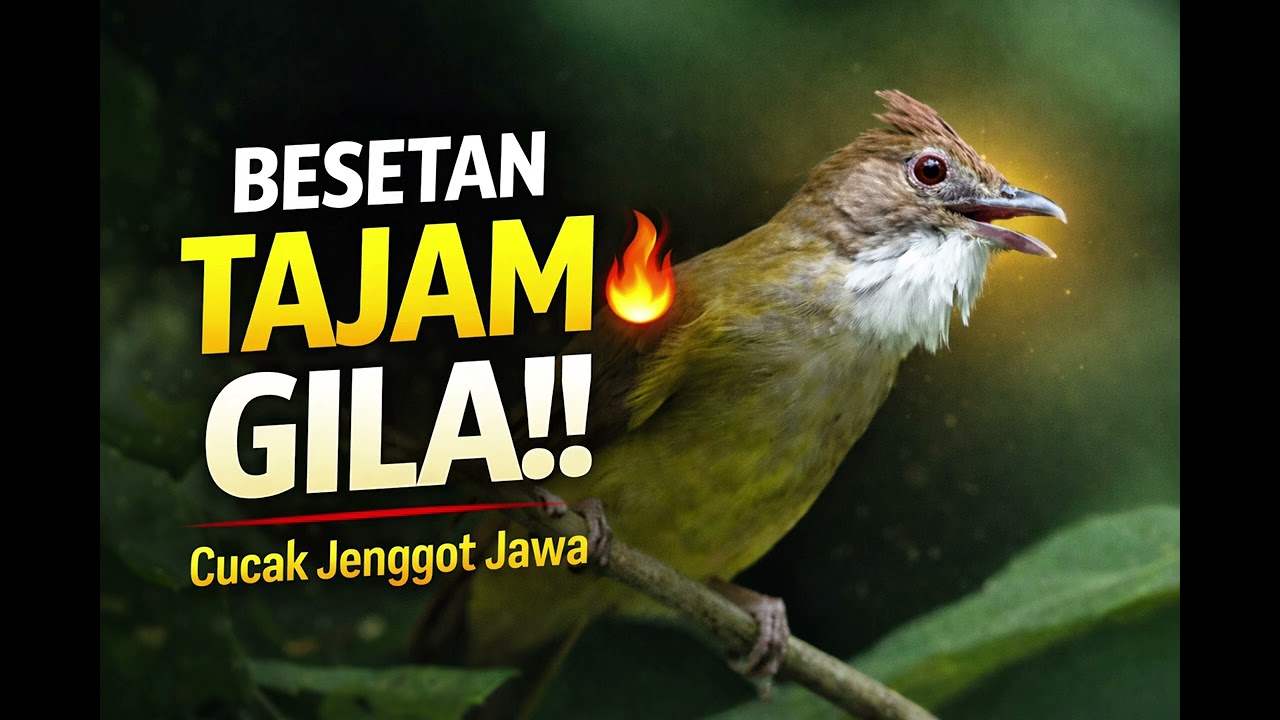 Besetan Tajam Gila! Cucak Jenggot Jawa Full Isian Rapat 🔥
