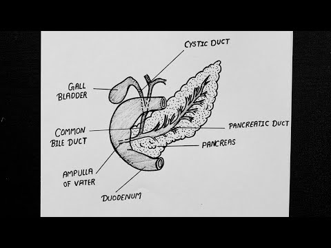 Διάγραμμα του παγκρέατος || Πώς να σχεδιάσετε το διάγραμμα του παγκρέατος
