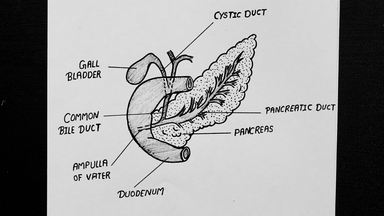 Diagram Of Pancreas How To Draw Pancreas Diagram Pancreas Diagram