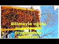Ogula Giden Arıyı Nasıl Engelleriz Uygulamalı Göstermeli Anlatım Ne Fayda 