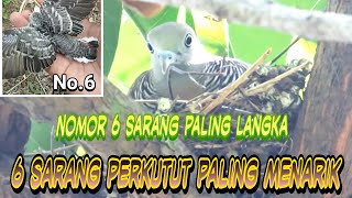 6 Sarang Perkutut di Tempat Paling Menarik. Ada Perkutut langka Alam