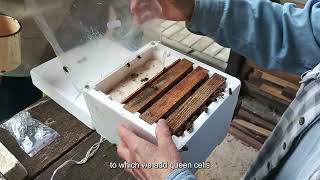 Evaluating Queen Mating Success & Oviposition Kit For Beekeepers