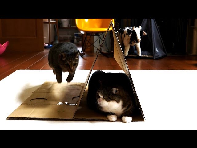 段ボールとねこ。-Corrugated cardboard and Maru.-