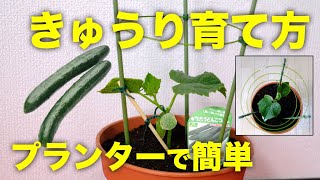 キュウリをプランター植木鉢で育てる方法！ベランダ菜園向けのリング支柱栽培