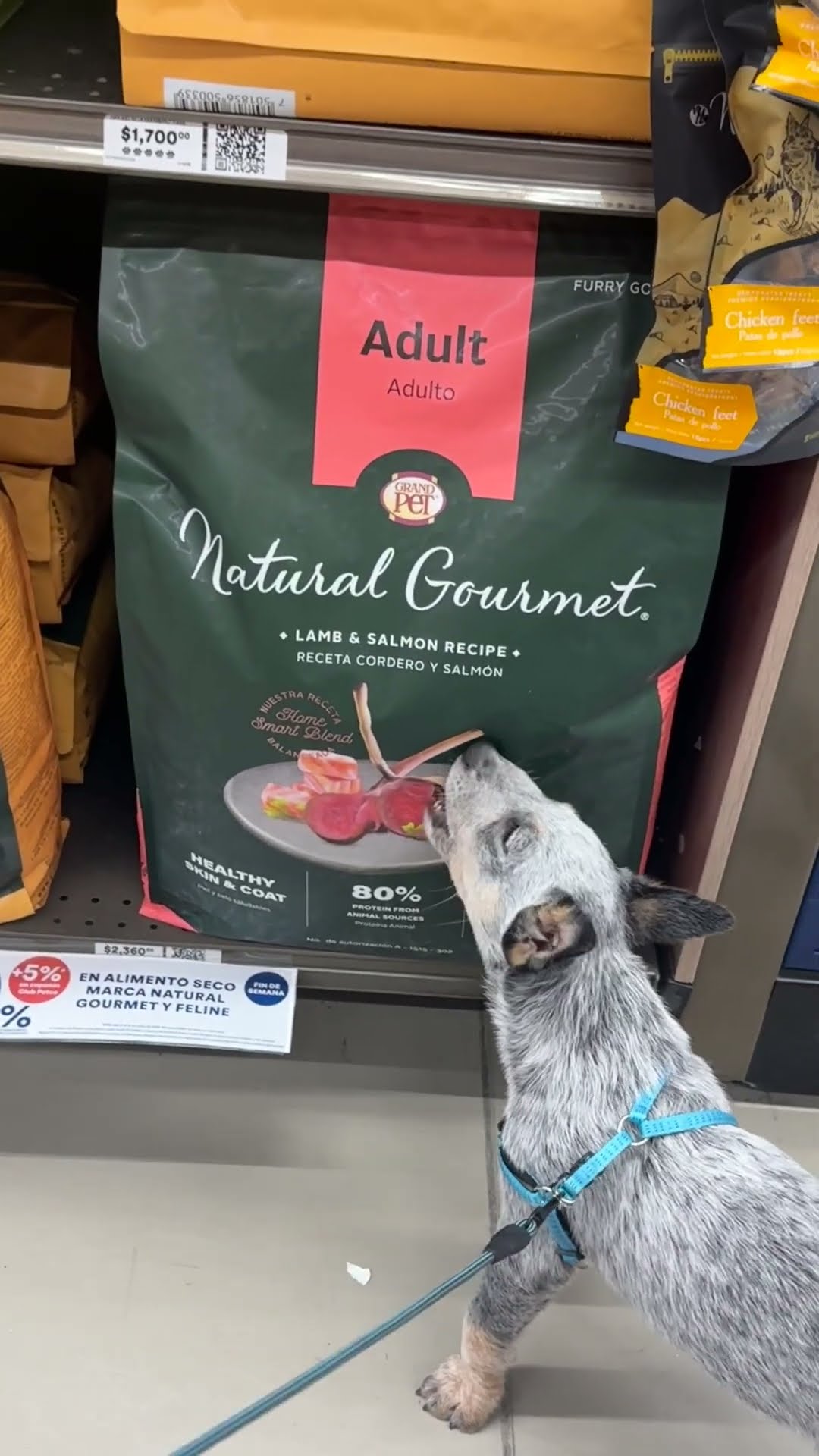 Impatient Dog Chews On Food Bag || ViralHog