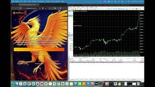 Mt5Phoenix - Livebot Trading