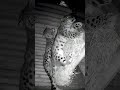 Esse é o Casal de Leopardos mais Lindo que Você já Viu 🥰