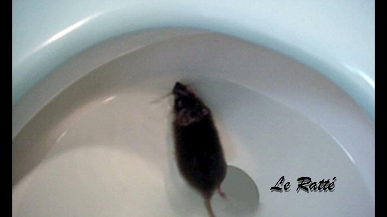 Крыса писает кровью. Крыса писает кровью. Крыса писает кровью. Ручная крыса. Декоративные крысы.