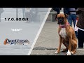 BOXER / DOG TRAINING