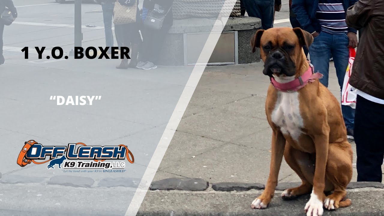 boxer dog training