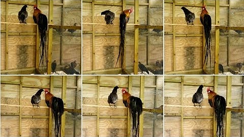 Bantam Phoenix Qaib Tw Ntev Blue Sumatra