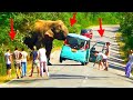 Elephant attack on a car carrying foreign touriststhe young people traveling on the road save them