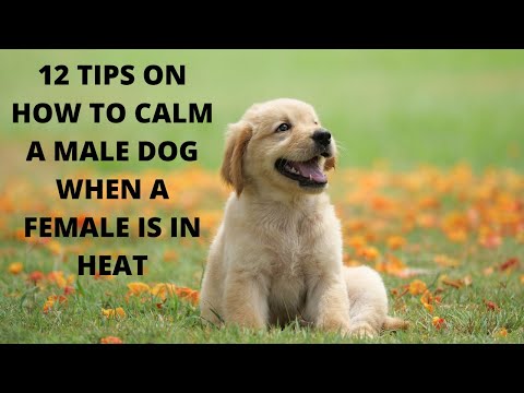 Video: How To Stop A Dog In Heat