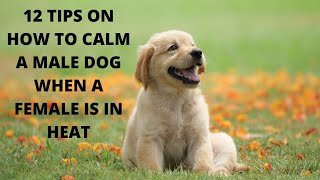 How to calm a male dog when a female is in heat -12 methods