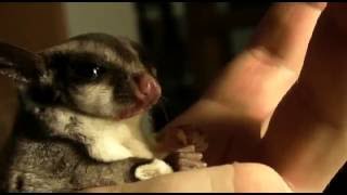 My favorite sugar glider died today