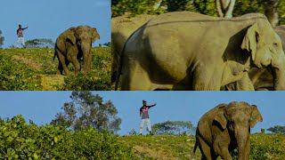 The Human-Elephant Conflict Villagers Daily Struggle For Survival Elephant Soul