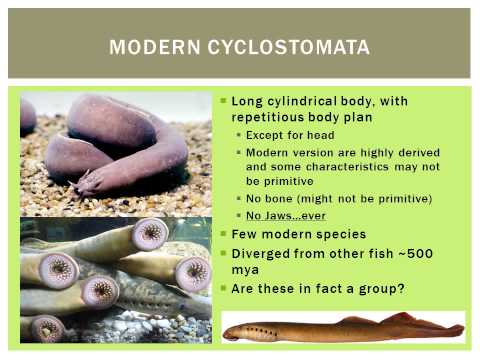 Ichthyology - Scientific Term For Fish