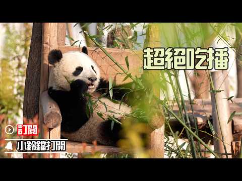 《熊貓早晚安》熊貓寶寶這鬆弛感，我願稱之為“熊貓癱”！| iPanda熊貓頻道