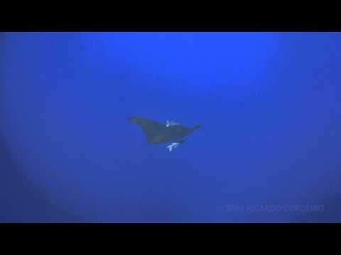 Diving in the Azores - Devil Ray