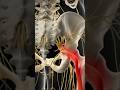 Sciatic Nerve Pain Relief | Hip Anatomy &amp; Sciatica Symptoms Explained