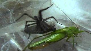 Grass Spider Grapples Katydid Pt 1