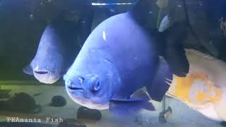 Download lagu black pacu ikan bawal dari amazon yang mempesona - aquascape mini tanpa co2