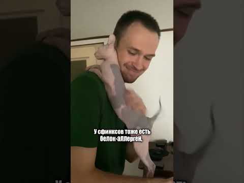 5 поразительных фактов о КОТАХ Сфинксах #кошки #кот #коты #shorts