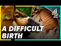 Surprise ANTELOPE Pregnancy Leads To A Complicated BIRTH | The Secret Life of the Zoo
