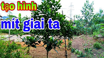cắt cành-tạo hình mít giai ta/trồng loại này vừa bán được quả và cây👉hiệu quả hơn các loại mít khác