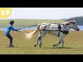 Moorland Equestrian Grass Skiing | Vlog