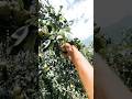 Aaj Trekking Karte Samay Pear рџЌђ Khaye Tandi Jibhi Himachal Aaj Trekking Karte Samay Pear рџЌђ Khaye Tandi Jibhi Himachal