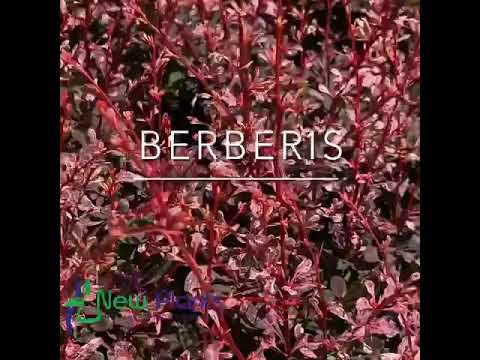 Video: Berberitze 