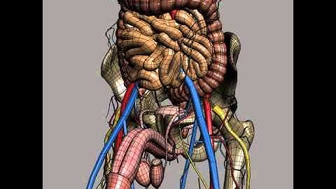 Human Male Anatomy - Body, Skeleton and Internal Organs 3D model from CGTrader.com
