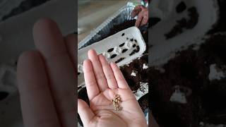Using Egg Cartons to Sow Seeds! 🌱| Small Space Gardening | Container Garden