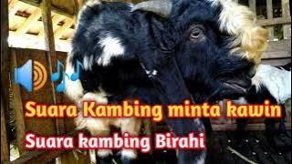 suara kambing jantan merayu betina,suara wedus,suara kambing birahi,kambing lucu